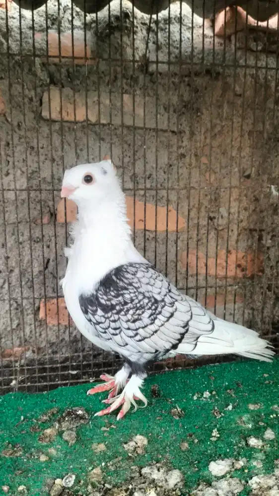 Merpati Santinet Beli 1 Gratis 1 burung biasa