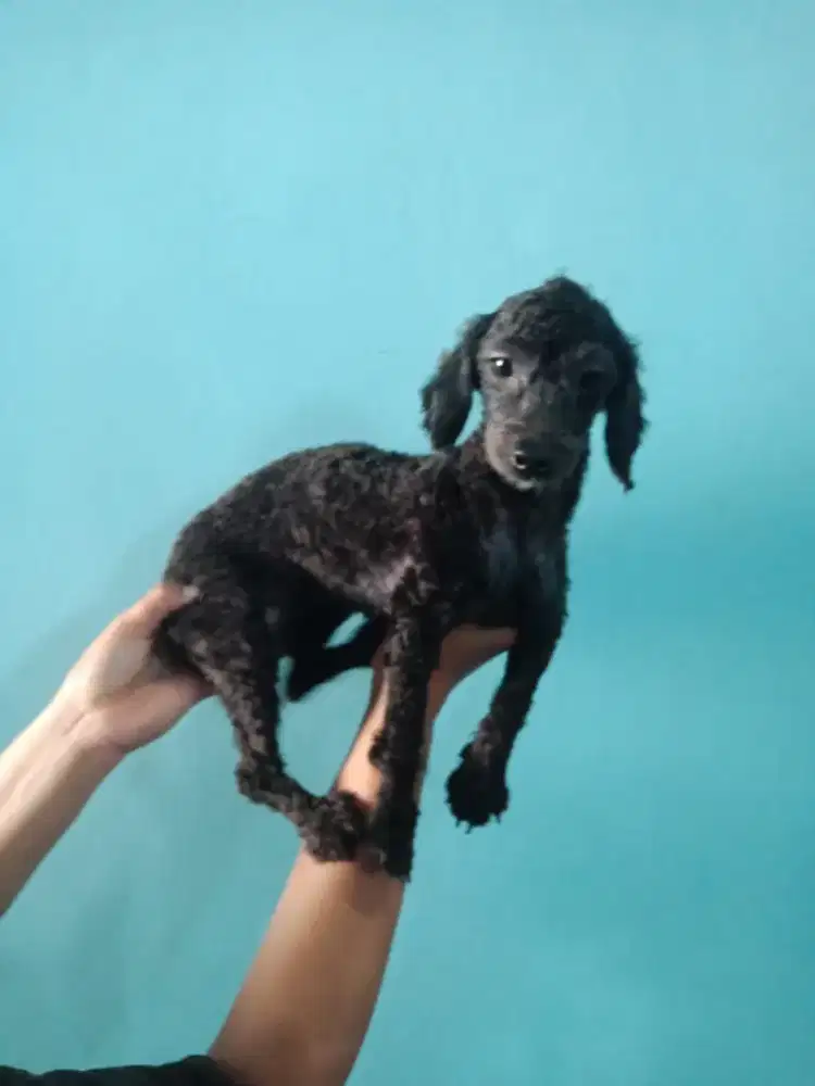 Poodle Betina Hitam