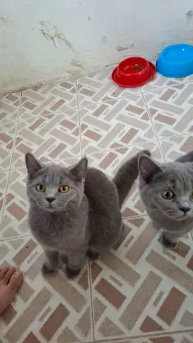 kucing bsh british short hair abu abu dan coklat