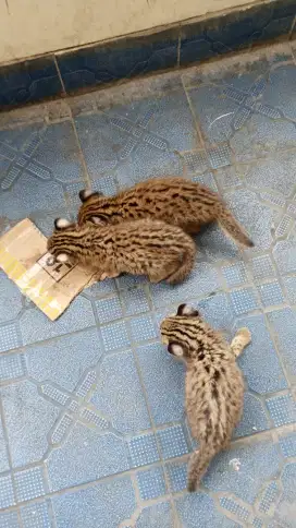Kucing anggora lucu