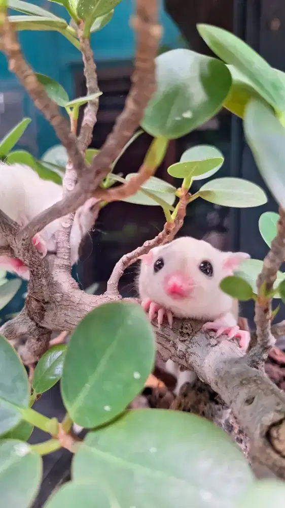 Sugar Glider Leucistic Jantan