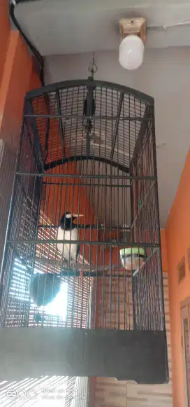 BURUNG JALAK SUREN JABAR SEHAT DAN RAJIN BUNYI