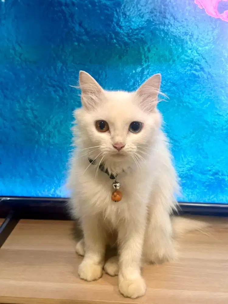 Persia medium longhair odd eye