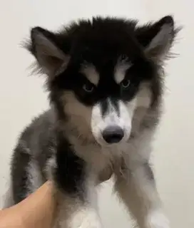 Puppies / anjing remaja siberian husky betina 6 bulan