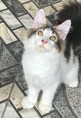 Kucing mainecoon maincoon bukan persia anggora mainecoon