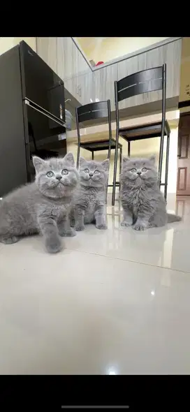 British shorthair