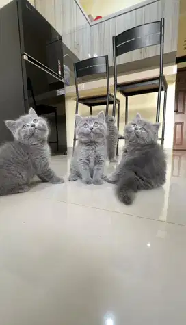 British shorthair pure NP