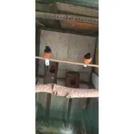 Burung Murai Sepasang