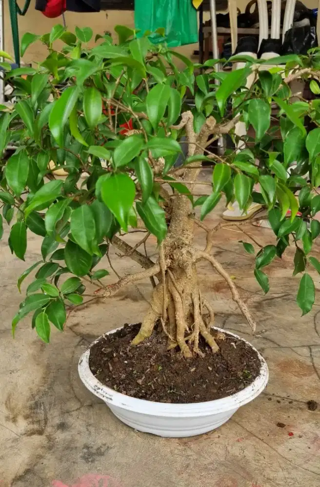 Bonsai pohon beringin