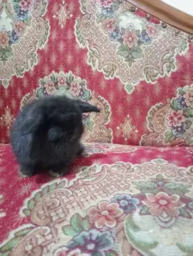 Kelinci Holland Lop