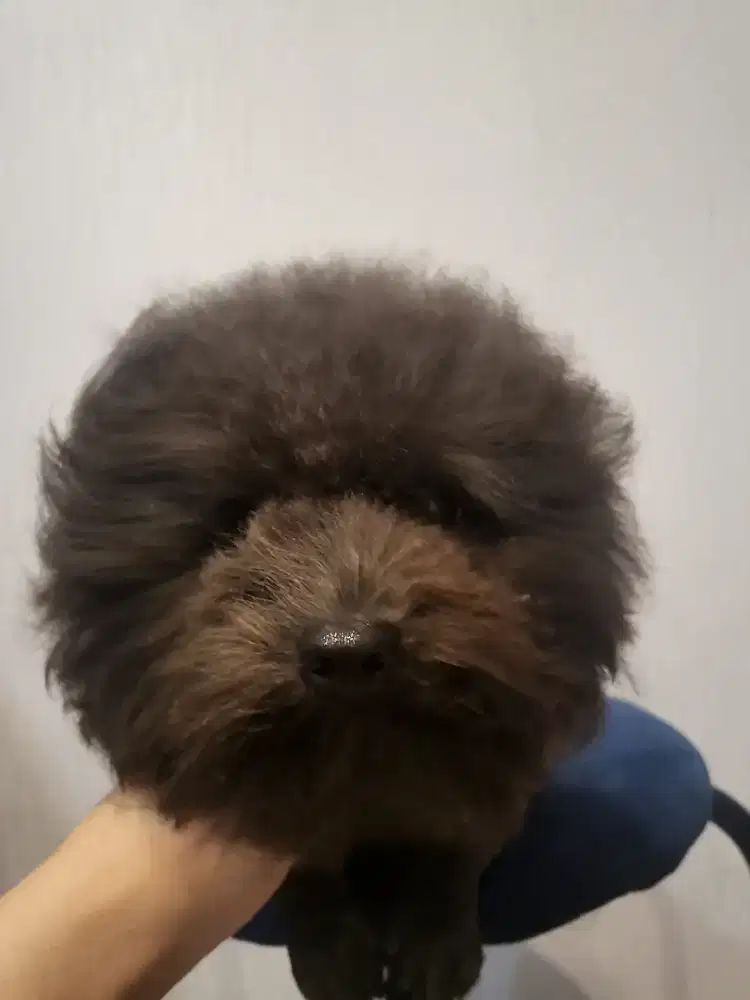 Tiny poodle BARU KAWIN stambun