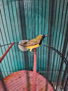 Konin dada kuning kolibri dada kuning masteran murai kolibri kuning