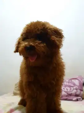 Anak anjing poodle vaksin