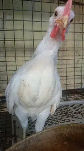 Ayam Ketawa Putih Umur 3 Bulan