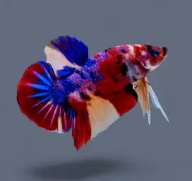 ikan cupang giant koi