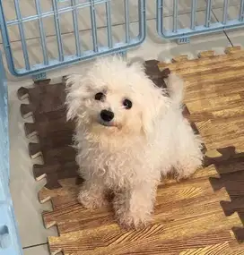 Open Semi Adopt Anjing Mini Bichon Frise Turunan Import Korea Free