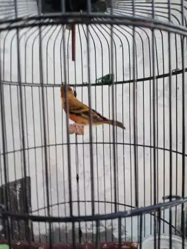 Jual Mule siskin jantan burja