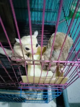Sugar glider JANTAN PLUS KANDANG