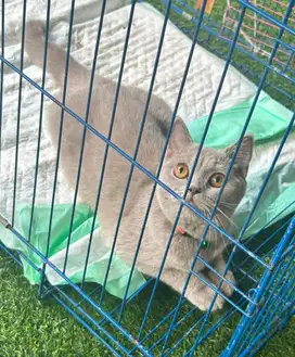 Kucing bsh british shorthair british short hair