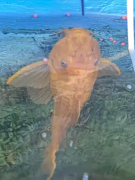 Di Jual indukan ikan sapu* warna albino