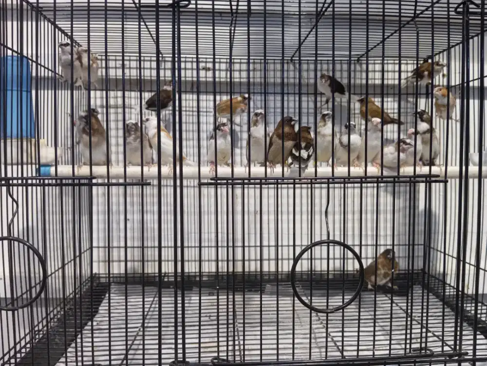 Burung emprit Jepang