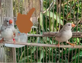 Burung hias zebra finc