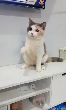 BSH / BRITISH SHORTHAIR