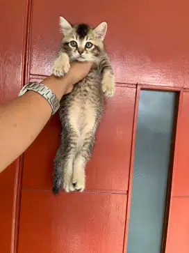 British shorthair  goldenbetina
