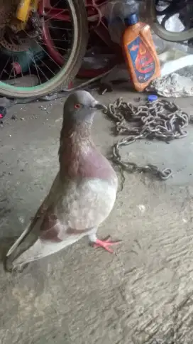 Burung dara bujang&sepasang di srengseng sawah