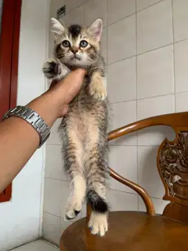 British shorthair golden betina