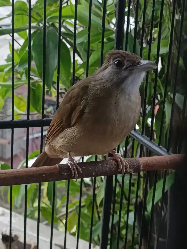 Burung kapas tembak