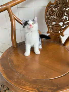 British shorthair mix scottish