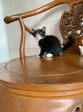 Bsh mix scottish  betina