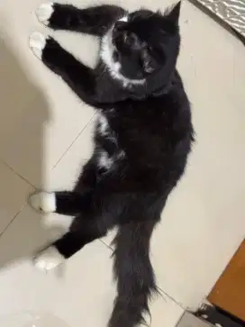 Kucing persia jantan