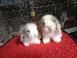Kelinci super lucu