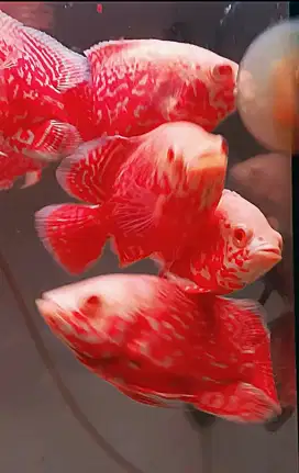 Ikan oscar leopard albino thailand import
