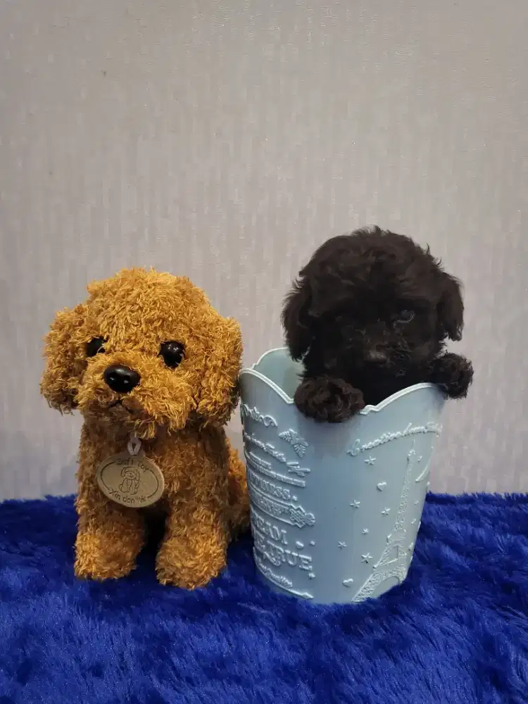 Tiny black poodle kribo