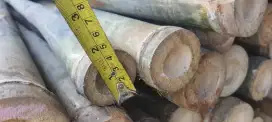 Jual bambu steger panjang 6 meter