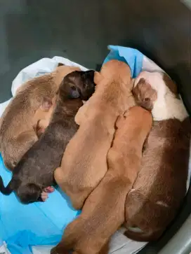 ANAKAN ANJING BULLY XXL X PITBULL