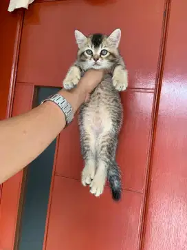 British shorthair golden betina
