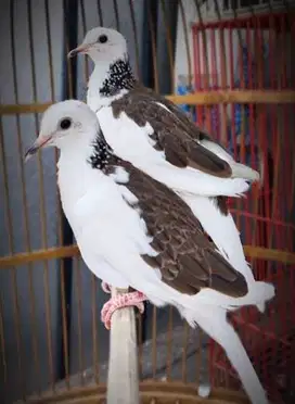 Derkuku blorok plangkok