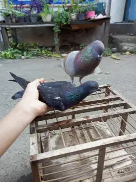Burung Dara Kolong cc