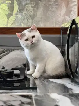 Kucing british shorthair BSH jantan