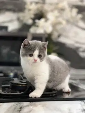Kucing british shorthair BSH betina