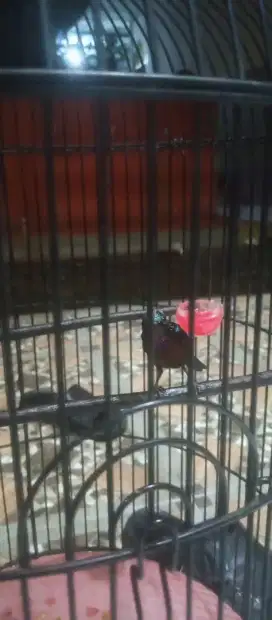 kolibri ninja natuna