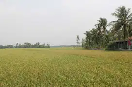 Tanah 40 + 40 Ha Murah Banget di Rajeg Tangerang