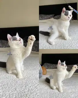 LEPAS ADOPT BSH BICOLOR