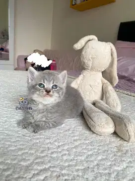 LEPAS ADOPSI BSH SILVER TABBY