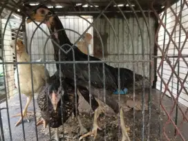 Anakan ayam kampung usia 1 bulan