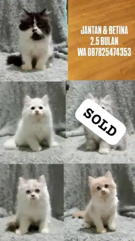 Kucing persia gimbul